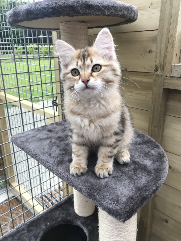Kitten on a climbing frame at Topcats Cattery