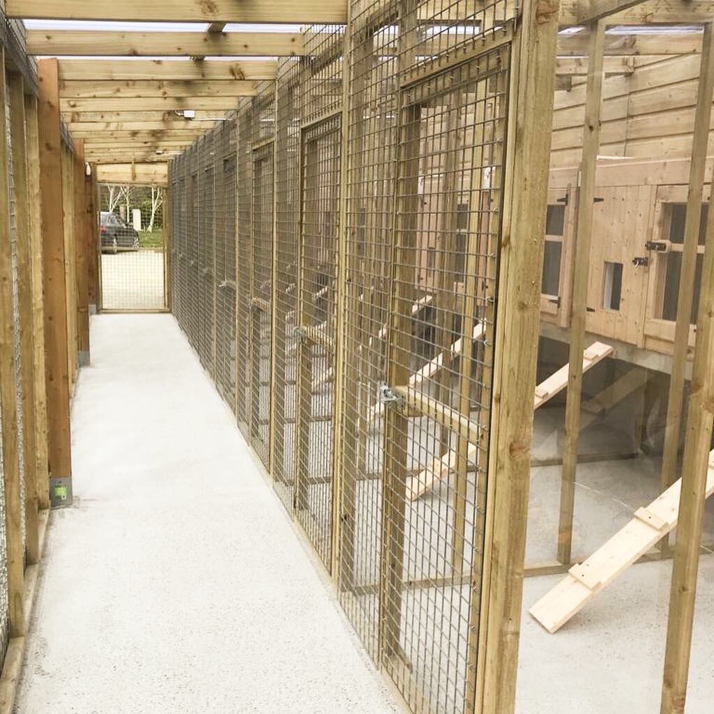Outdoor runs with safety corridor at Topcats Cattery