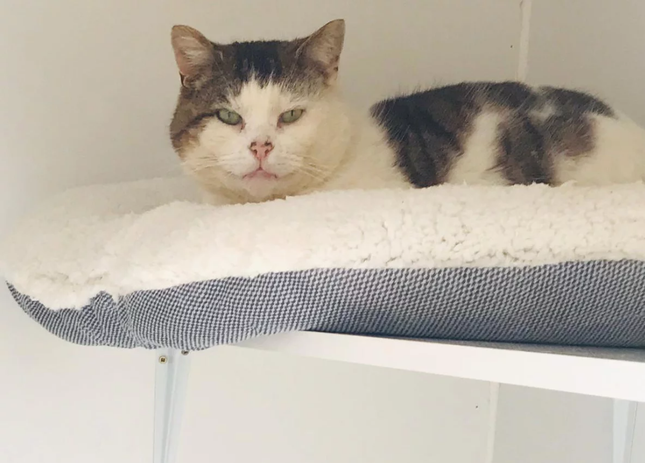 Happy cat relaxing on a pet bed at Topcats Cattery